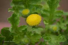 Grangea maderaspatana